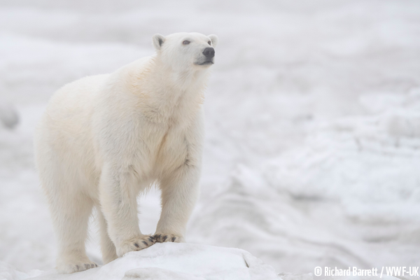 WWF ours polaire ijsbeer