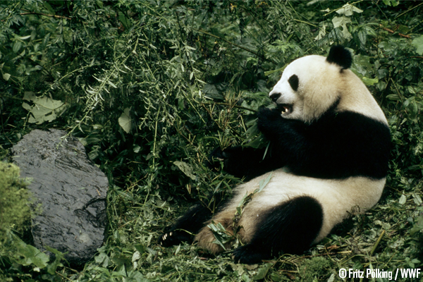 WWF panda