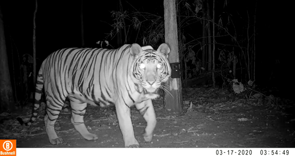 photo d'une tigresse prise par piège photographique