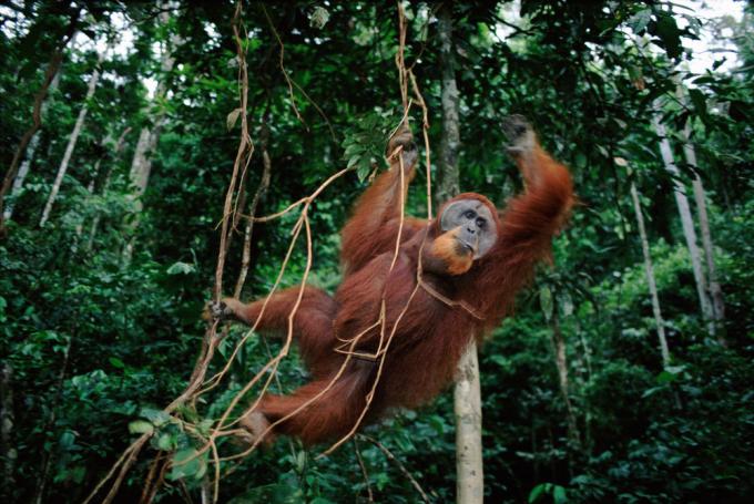 Orang-utan in de bomen