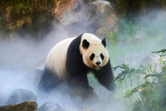 Panda adulte de profil dans une forêt embrumée