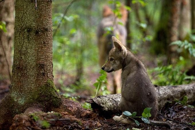 Jeune louveteau de dos dans la forêt