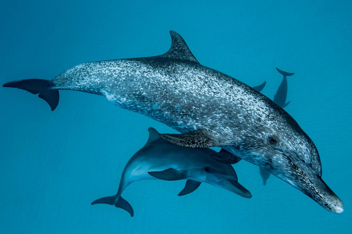 Un groupe de dauphin nage avec un bébé dauphin dans l'océan