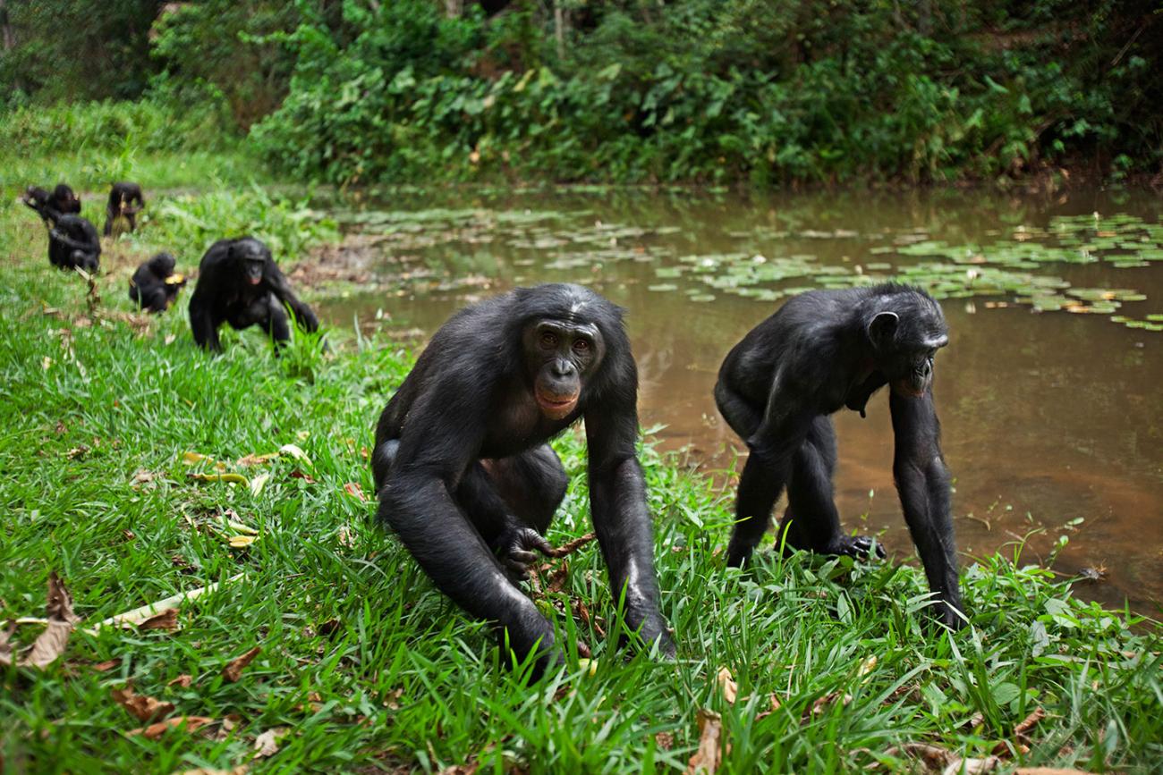 Een groep bonobo's loopt langs een rivier in het wild