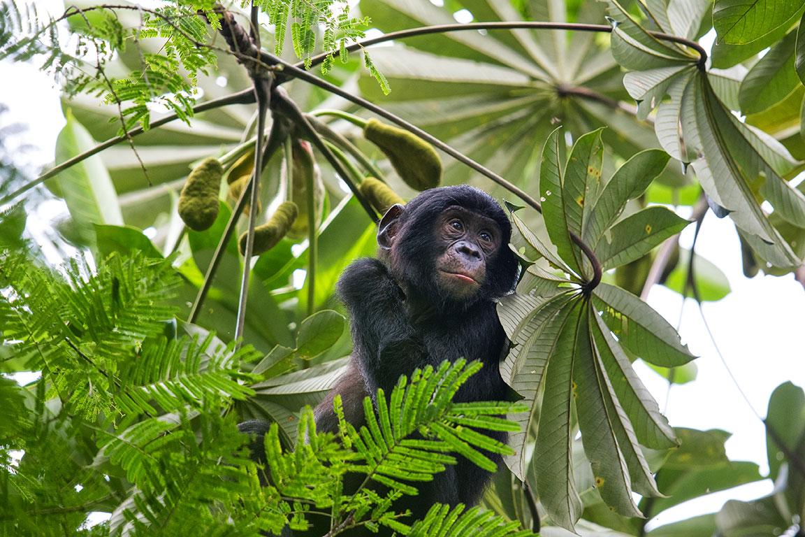 Een baby bonobo in de bomen door het gebladerte