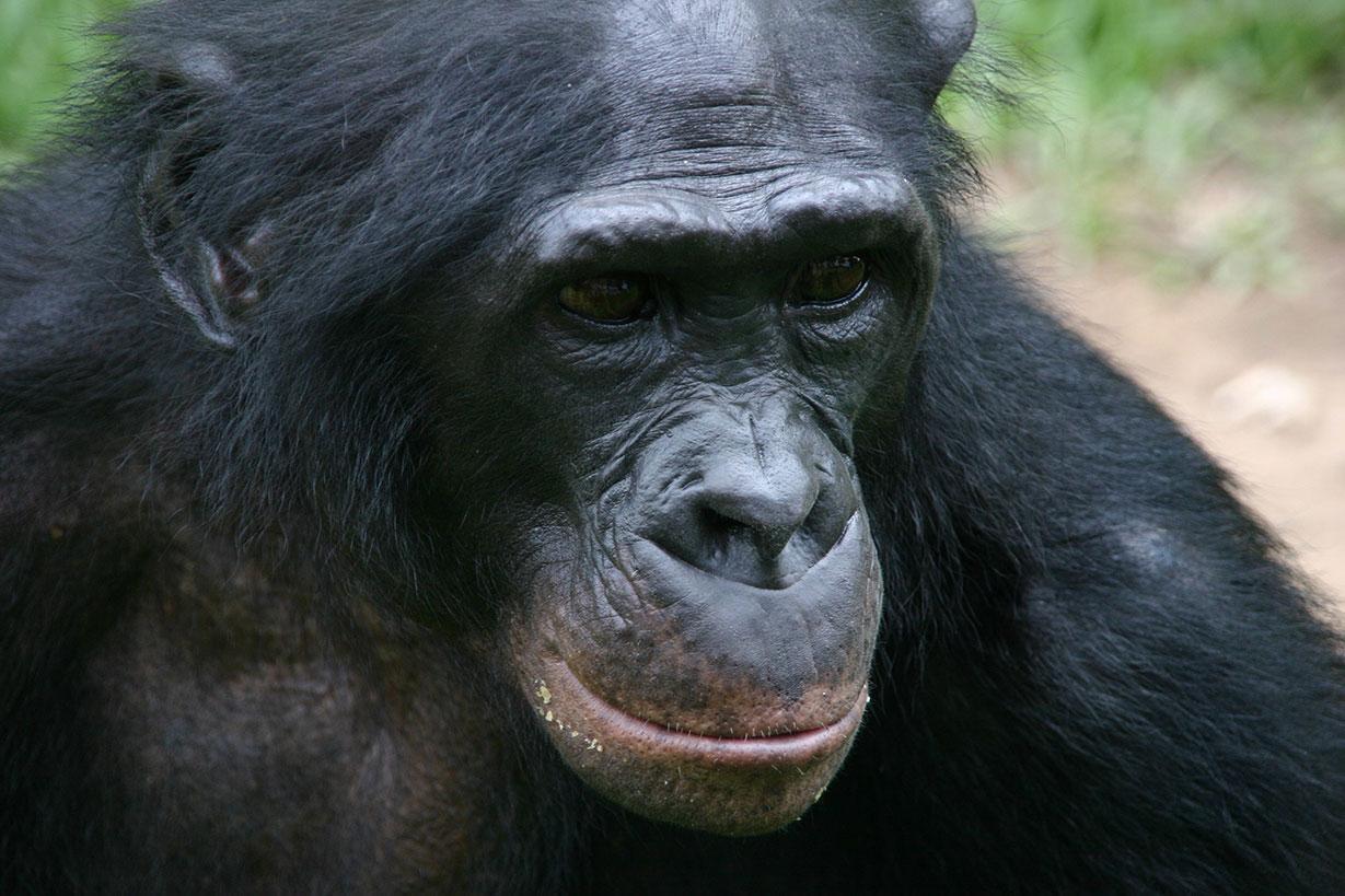 Gros plan sur un adulte bonobo de face dans la nature