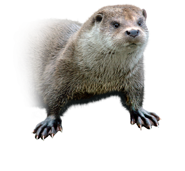 Otter beschrijving habitat bevolking dieet