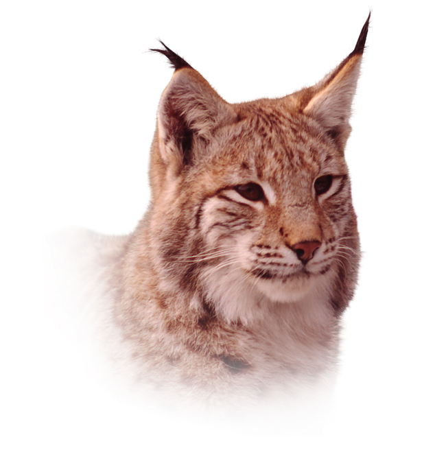 Le lynx