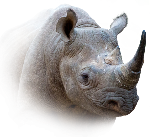 Rhinocéros