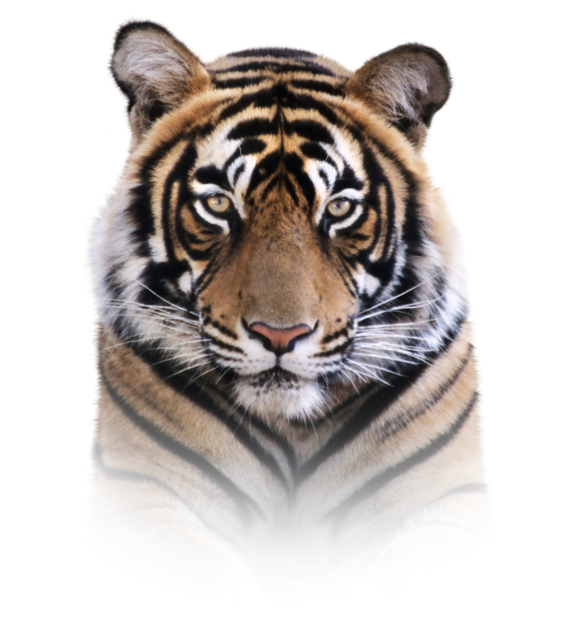 Proteger Le Tigre