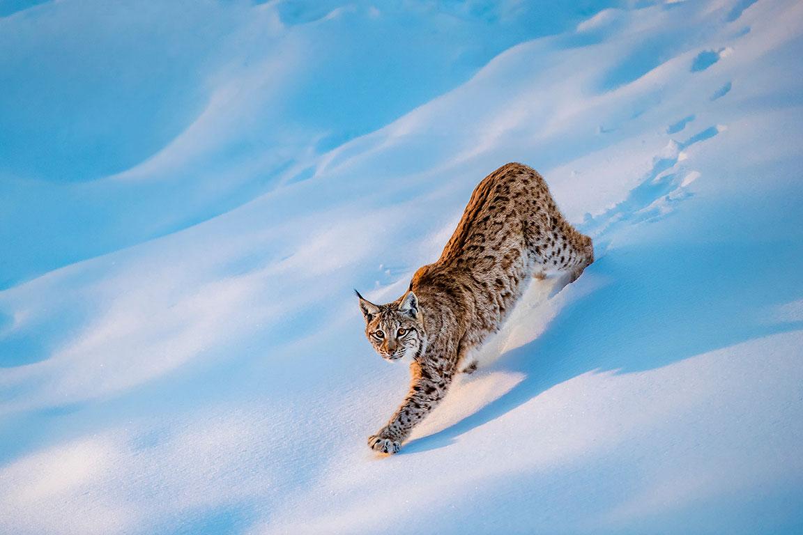 Een volwassen lynx daalt af van een besneeuwde helling in zijn natuurlijke habitat