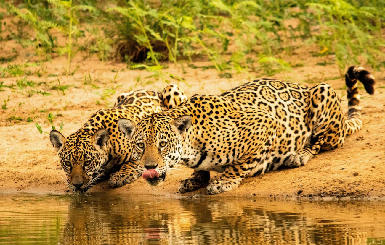 Twee volwassen jaguars drinken uit een waterpoel in het wild.