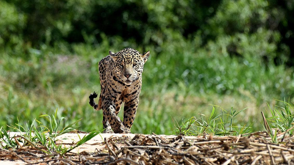 Volwassen jaguar wandelend in zijn natuurlijke omgeving