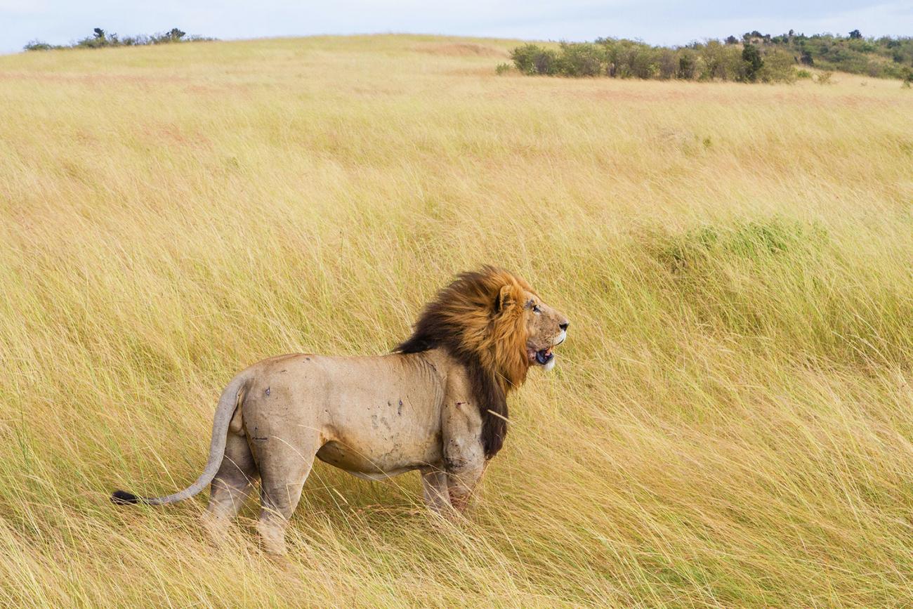 Een volwassen leeuw in profiel in het hoge gras van de savanne