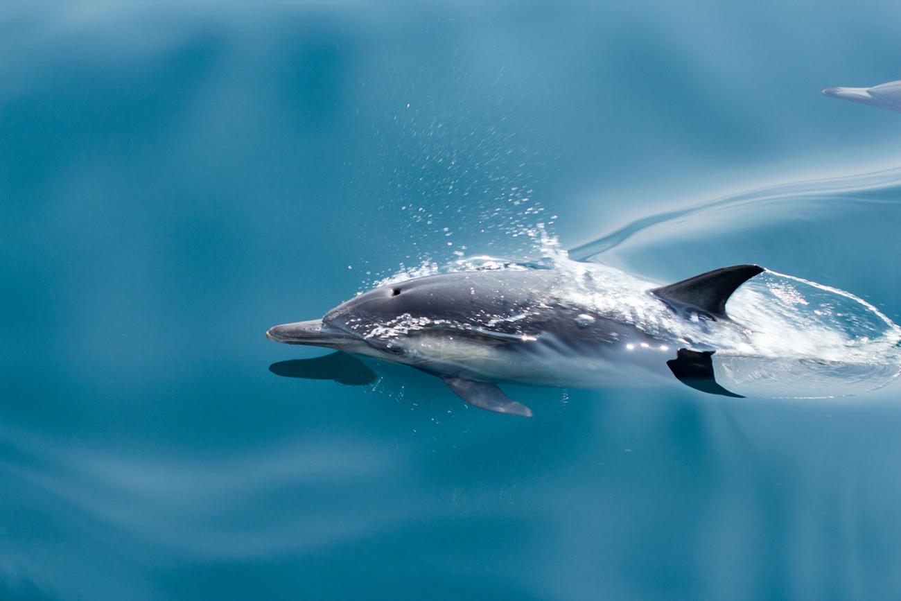Volwassen dolfijn zwemmend aan de oppervlakte van het water