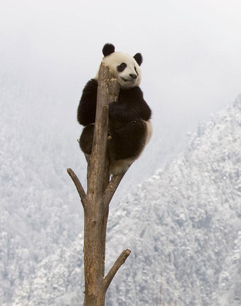 Un panda en haut d'un arbre au milieu de la neige dans la nature