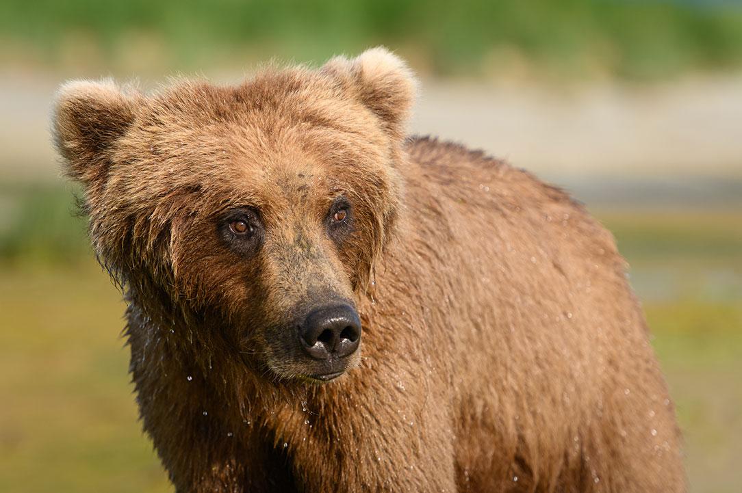 Close-up van een volwassen bruine beer in profiel