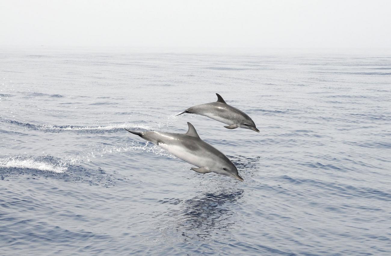 Deux dauphins dans l'océan sautant hors de l'eau