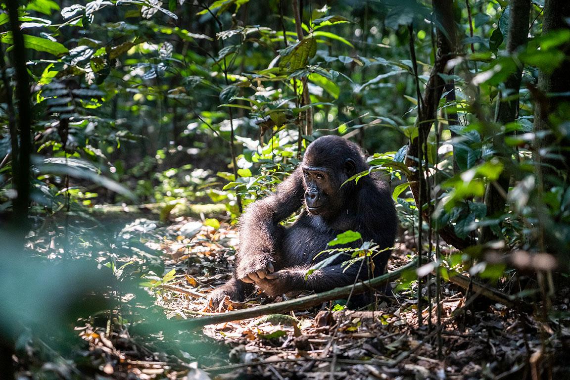 Volwassen gorilla zittend in de jungle in profiel