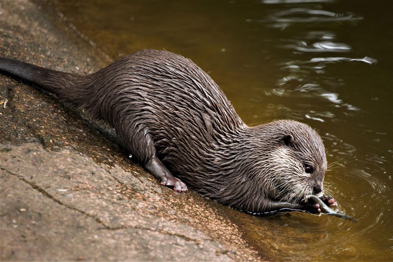 Otter eet een vis aan de oever van een rivier