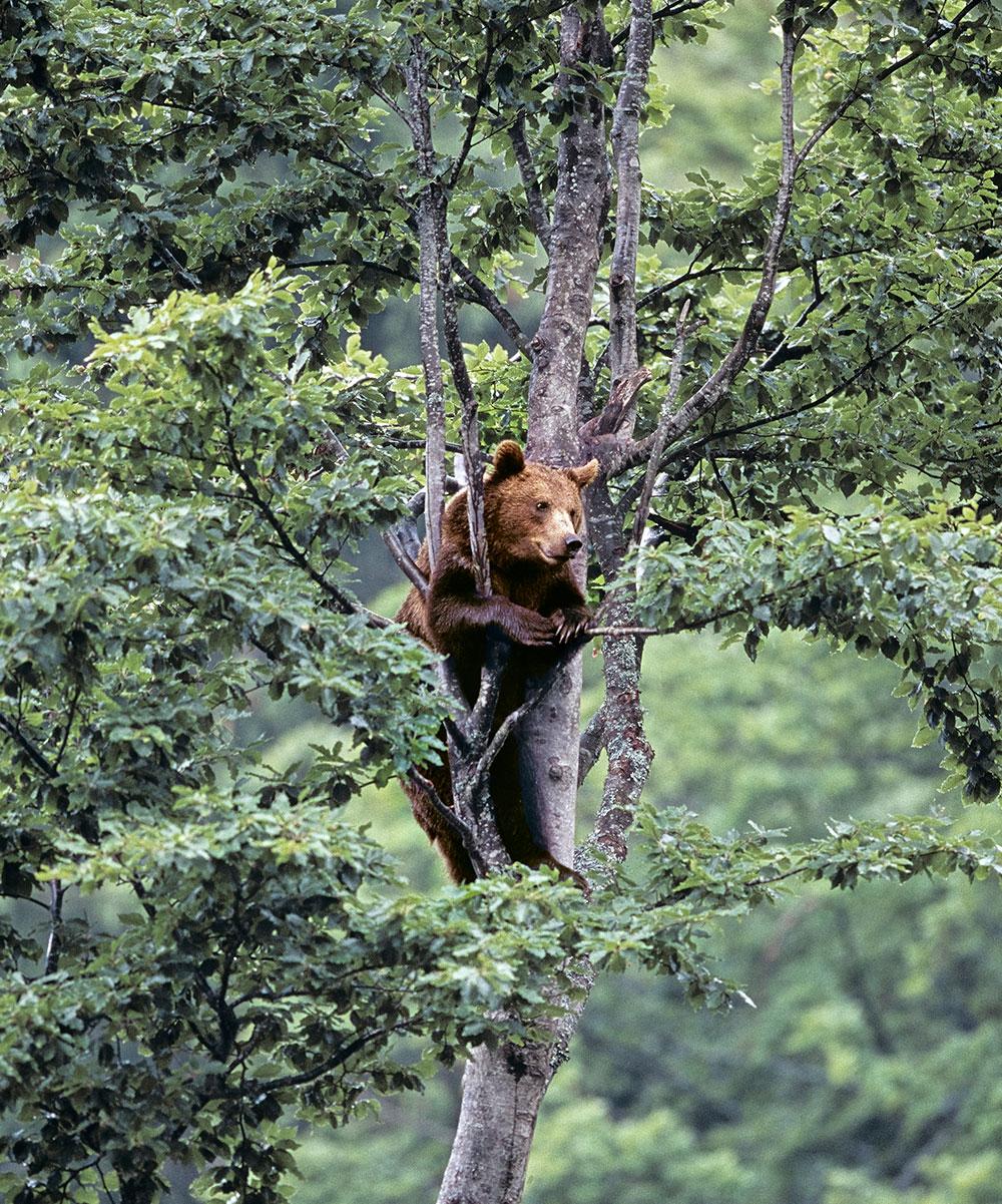 Volwassen bruine beer in een boom in het midden van het bos