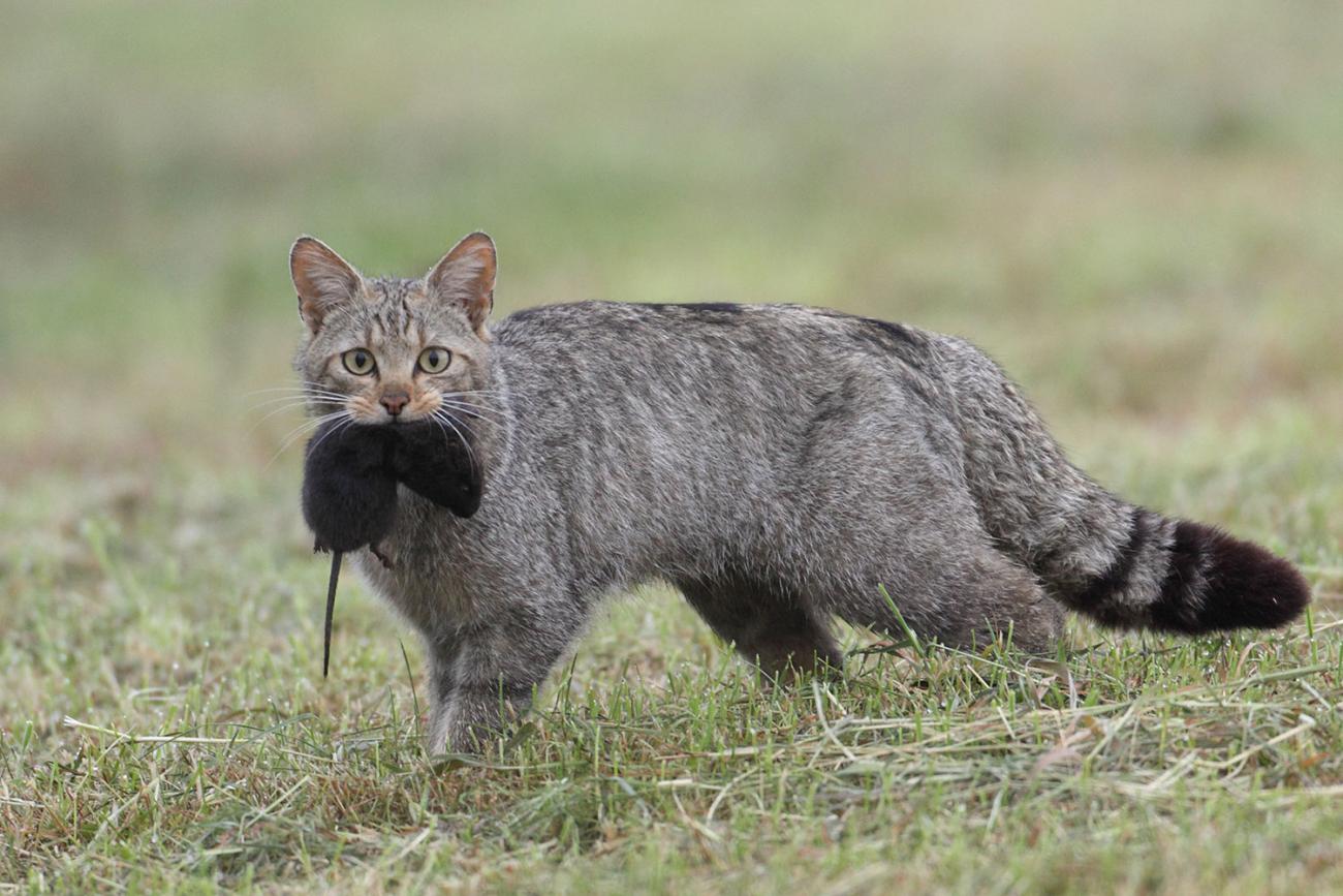 Chat sauvage, ce félin méconnu de nos forêts