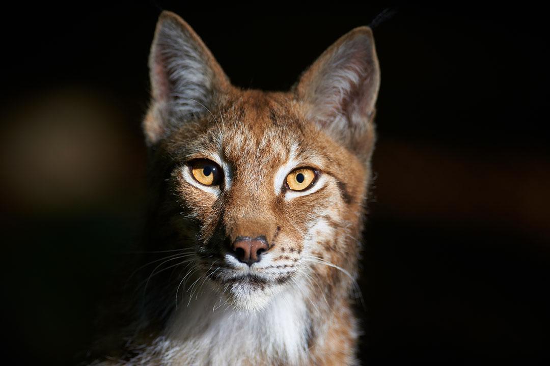 Volwassen lynx in close-up, vooraanzicht