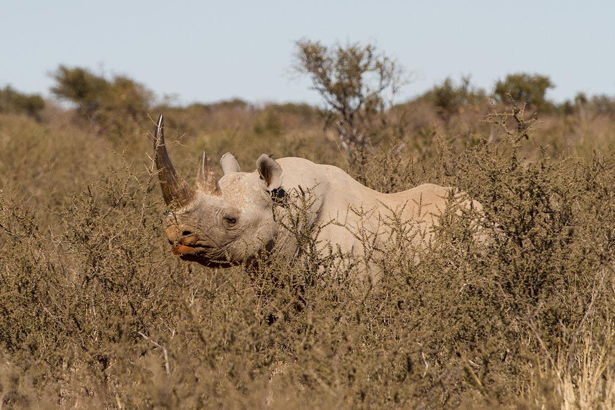 Een volwassen zwarte neushoorn in profiel in de struiken van de savanne