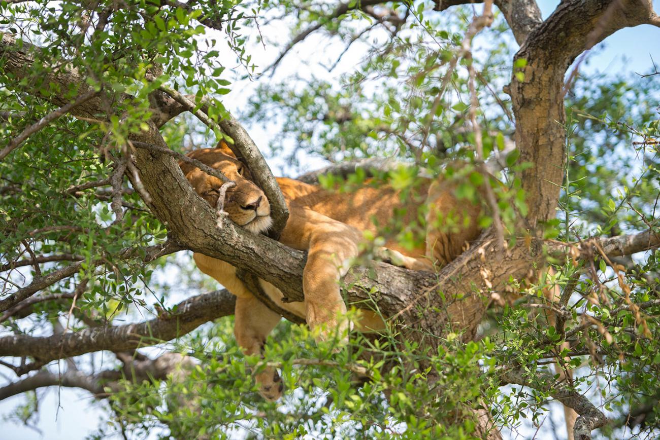 Een volwassen leeuw rust overdag op een boomtak