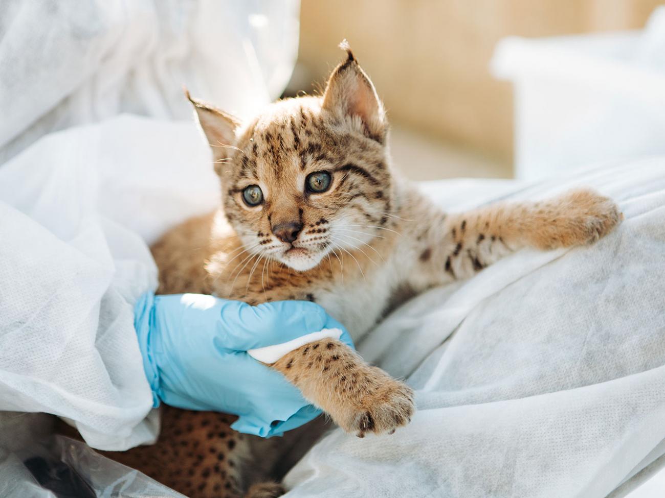 Baby lynx verzorgd door een team van dierenartsen