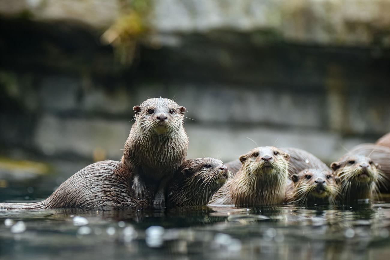 Een groep otters speelt in een rivier.