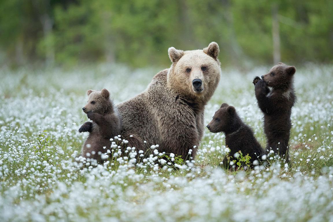 Une oursonne avec ses trois oursons au milieu d'une prairie en fleur