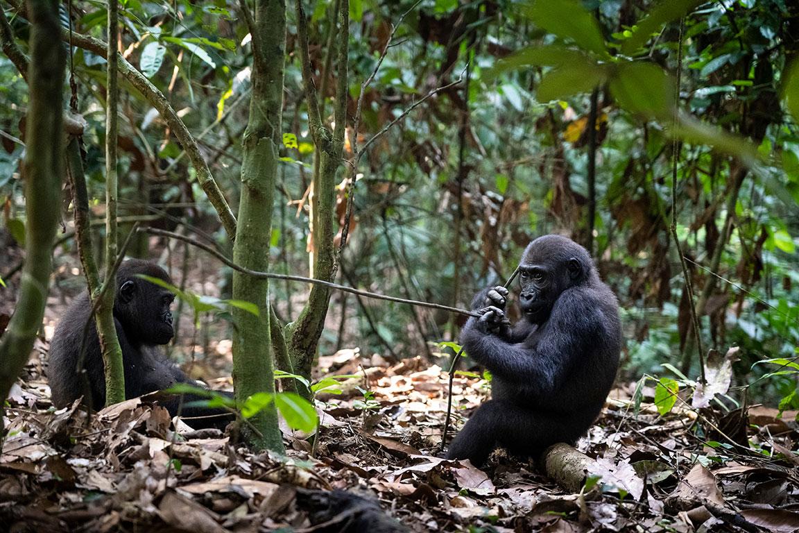 Deux bébés gorilles jouent avec des branches sur le sol de la forêt