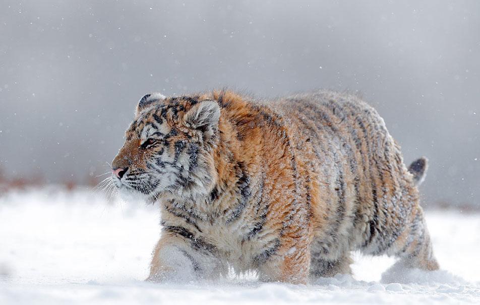 Volwassen Siberische tijger lopend in de sneeuw