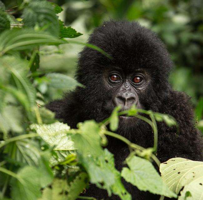 Gorilla - Congobekken