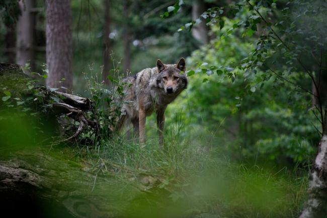 Loup wolf