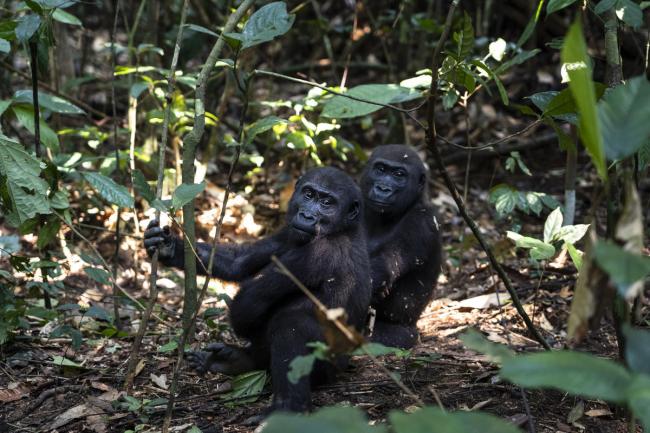 Gorille - bassin du Congo