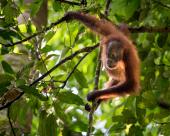 Orang-utan in Borneo