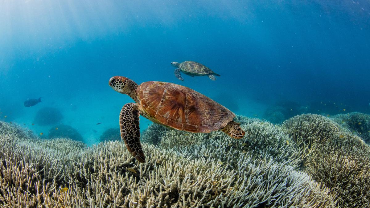 Persbericht: Bij wilde dieren daalde de gemiddelde populatiegrootte de