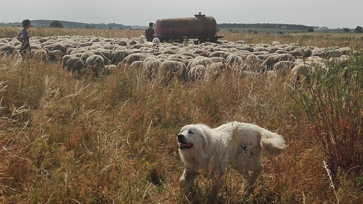 Eerste koppel wolven in Vlaanderen: een actief beleid dat veehouders
