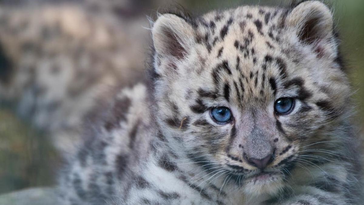 Poupée Sybill Léopard Des Neiges Et Flake - Enchantimals Sur